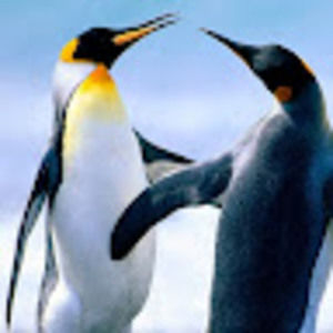 Meet your Posher, Artemia